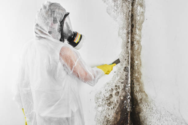 Best Home Mold Removal  in Amesti, CA