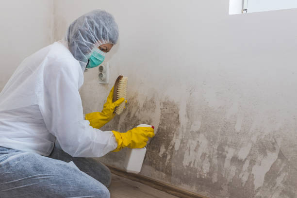 Best Toxic Mold Removal  in Amesti, CA