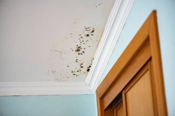 Best Fast Mold Removal  in Amesti, CA
