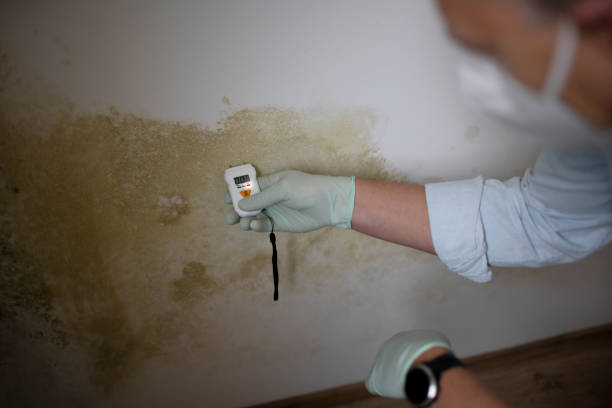 Best Attic Mold Removal  in Amesti, CA