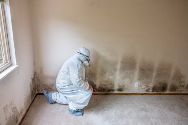 Best Certified Mold Removal  in Amesti, CA