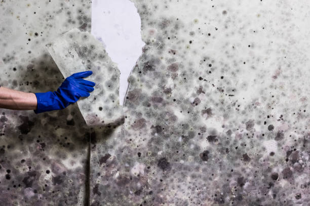 Best Mold Removal Company Near Me  in Amesti, CA
