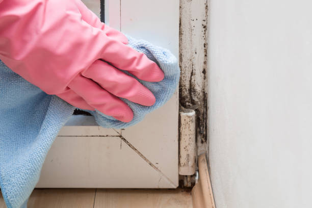 Best Mold Remediation  in Amesti, CA